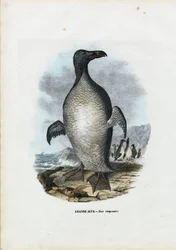 Storfågel, 1863-79
